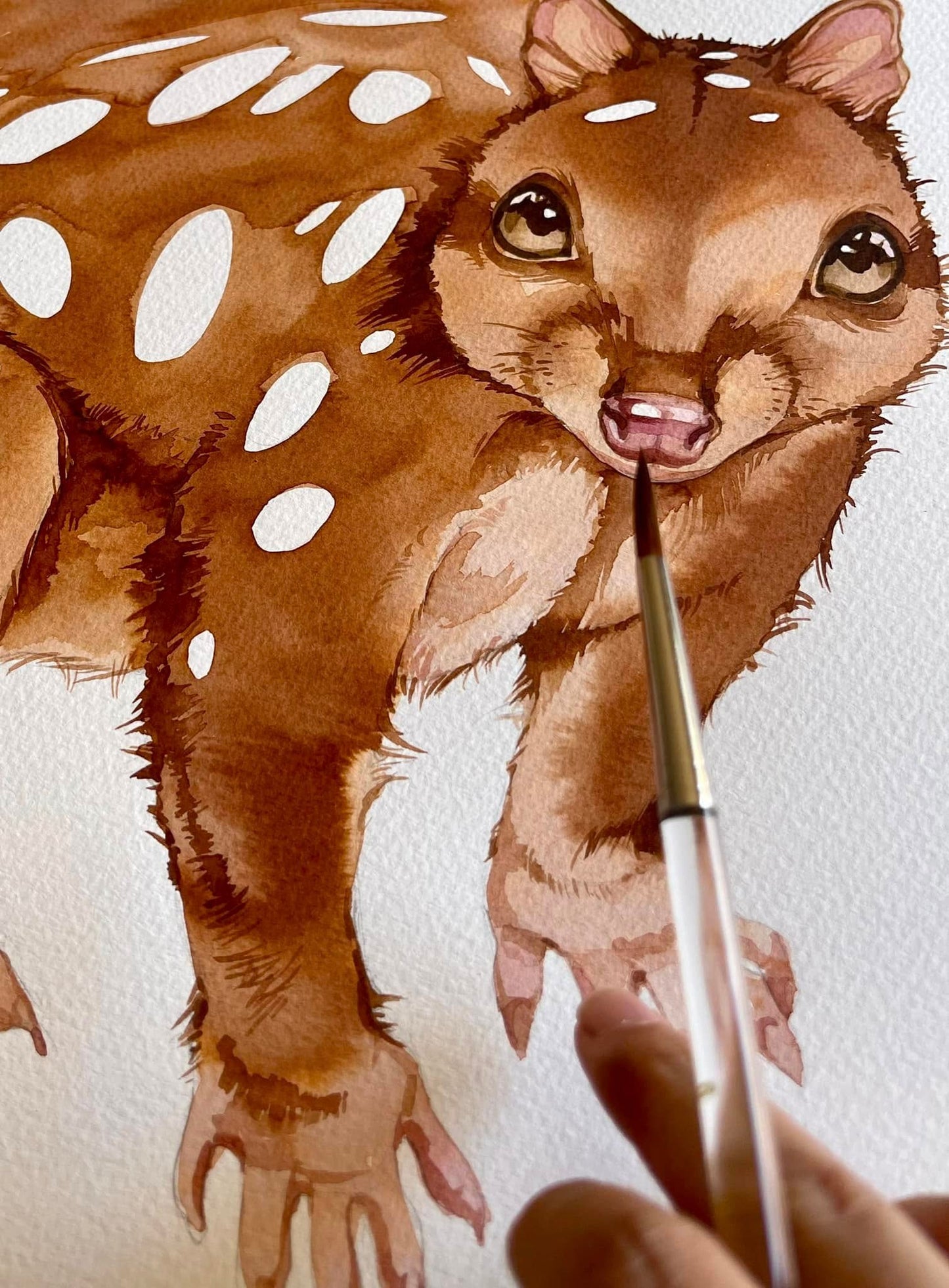 Quoll Watercolour illustration